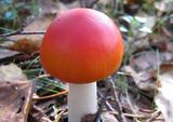 amanita mushroom thumbnail