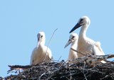 storks thumbnail