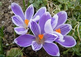 spring flowers thumbnail