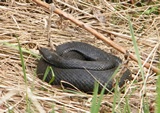 snake thumbnail