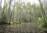 pond thumbnail