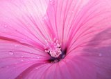 flower thumbnail