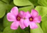 clover thumbnail