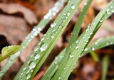 morning grass thumbnail