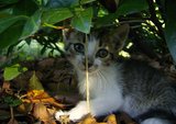 little kitten thumbnail