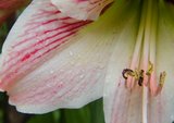 flower thumbnail