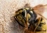 wasp's nest thumbnail